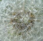 Dandelion Stock Photo