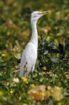 Egret Stock Photo