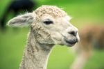 Alpacas In A Field Stock Photo