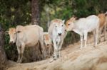 Cow Stock Photo