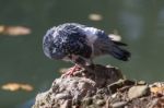 Pigeon Preening Its Feathers Stock Photo