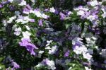 Closeup Of Brunfelsia Uniflora Flower Stock Photo