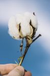 Cotton Field In The Countryside Stock Photo