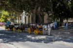 Traditional Horses And Carriages Waiting For Customers In Malaga Stock Photo