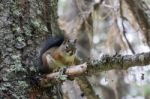 American Red Squirrel (tamiasciurus Hudsonicus) Stock Photo