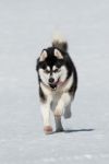 Alaskan Malamute #1 Stock Photo