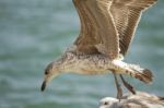 Seagull In Flight Stock Photo