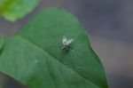 Fly On A Leaf Stock Photo