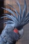 Black Cockatoo Stock Photo