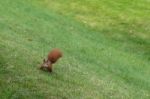 Squirrel Eating Nuts Stock Photo