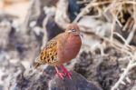 Galapagos Dove In Espanola Island Stock Photo