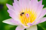 Lotus & Bee Stock Photo