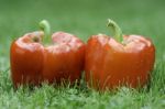 Red Peppers Stock Photo