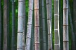 Bamboo Stock Photo