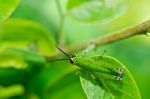 Grasshopper In Green Nature Stock Photo