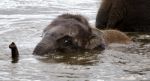 The Close-up Of A Cute Swimming Elephant Stock Photo