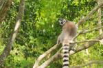 Lemur By Itself In A Tree During The Day Stock Photo