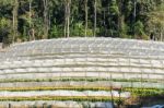 Flower Farm On Mountain Stock Photo