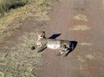 Cheetah In Namibia Stock Photo