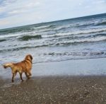 Wet Dog On The Beach Stock Photo