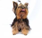 Yorkshire Terrier Stock Photo