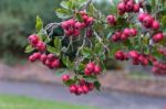 Possumhaw (ilex Decidua And Cvs.) Fruiting In East Grinstead Stock Photo