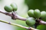 Coffee Beans Growing Stock Photo