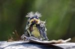 Blue Tit (cyanistes Caeruleus) Fledgling With Surfboard Stock Photo