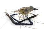 Giant Freshwater Prawn Stock Photo