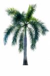 Palm Tree Isolated On White Background Stock Photo