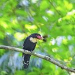 Dusky Broadbill Stock Photo