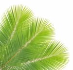 Coconut Leaf Isolated On White Background Stock Photo