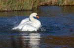 Mute Swan (cygnus Olor) Stock Photo