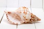 Seashell On White Stock Photo