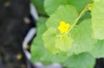 After Flowering Is Developing A Small Stock Photo