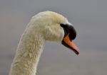 Beautiful Background With A Strong Mute Swan Stock Photo