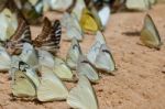 Diversity Of Butterfly Species,butterfly Eating Salt Licks On Ground Stock Photo