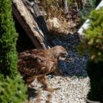 Benalmadena, Andalucia/spain - July 7 : Golden Eagle (aquila Chr Stock Photo