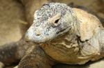 Komodo Dragon Stock Photo