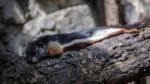 Prevost's Squirrel (callosciurus Prevostii) Resting On A Tree At Stock Photo