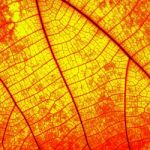 Leaf Abstract Stock Photo