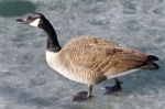 Isolated Photo Of A Canada Goose Walking On Ice Stock Photo