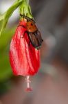 Red Palm Weevil Stock Photo