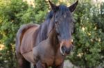 Horse In The Paddock Stock Photo