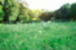 Grass And Trees With Blurred Images Stock Photo