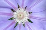 Clematis Flower Stock Photo