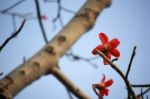 Bombax Ceiba Tree Stock Photo