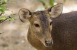 Roe Deer Stock Photo