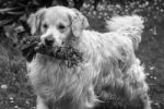 Man's Best Friend! Stock Photo