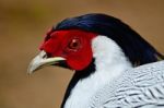 Siver Pheasant Stock Photo